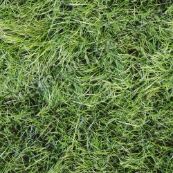 Seamless Grass